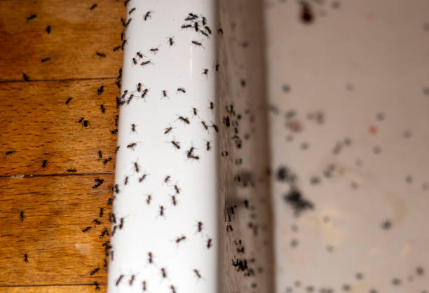 Best Commercial Pest Control Services  in Manche North Shore, CA