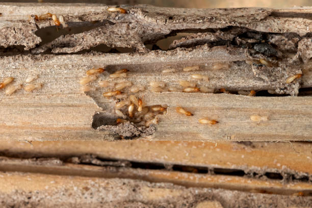 Best Spider Control Near Me  in Manche North Shore, CA
