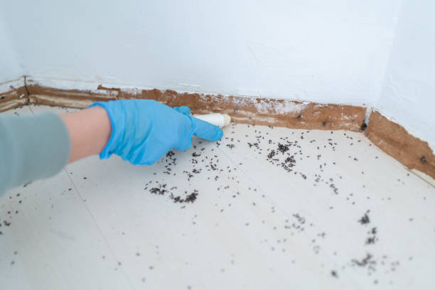 Best Bed Bug Extermination  in Manche North Shore, CA